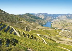 Douro vineyards